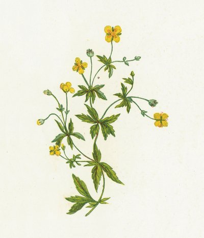 Blutwurz, Tormentilla Officinalis von English School